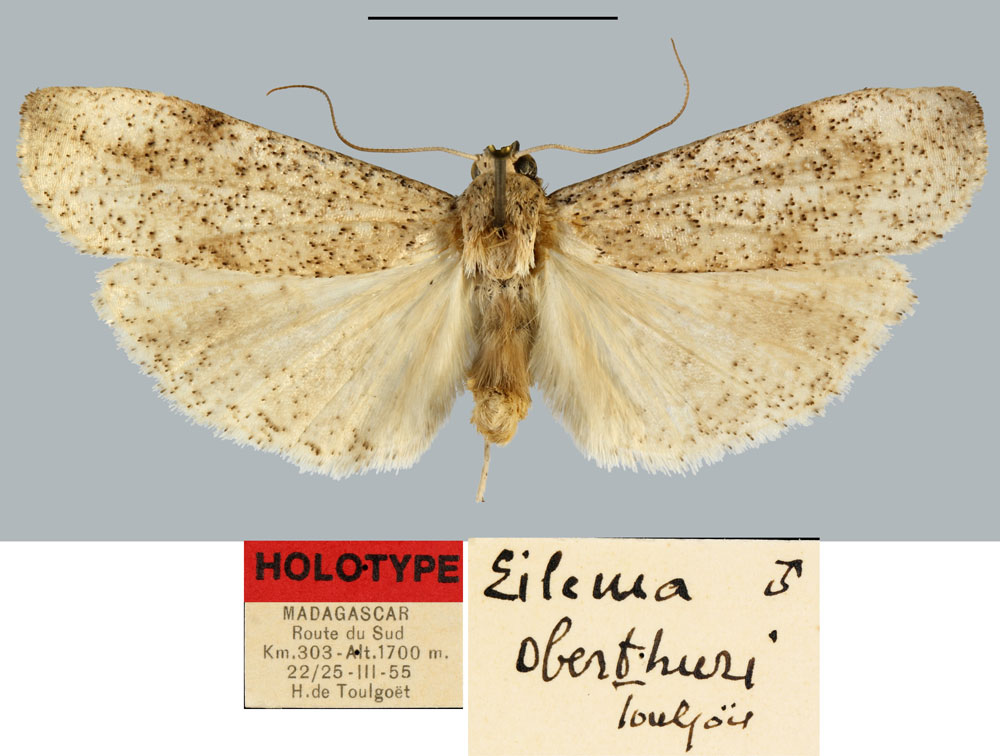 /filer/webapps/moths/media/images/O/oberthueri_Eilema_HT_MNHN.jpg