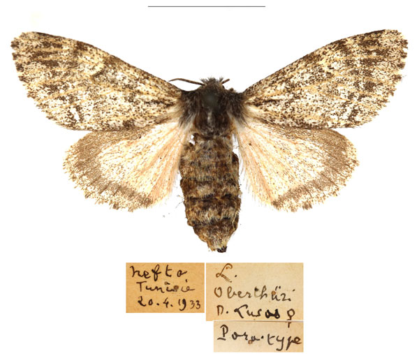 /filer/webapps/moths/media/images/O/oberthueri_Lymantria_AF_RBINS.jpg