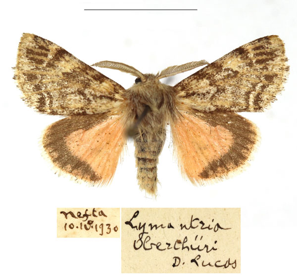 /filer/webapps/moths/media/images/O/oberthueri_Lymantria_AM_RBINS_01.jpg
