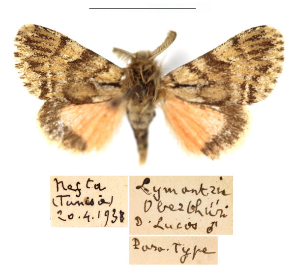 /filer/webapps/moths/media/images/O/oberthueri_Lymantria_AM_RBINS_02.jpg
