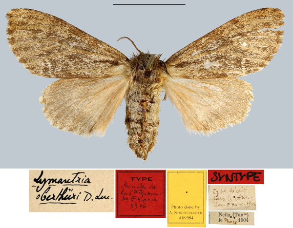 /filer/webapps/moths/media/images/O/oberthueri_Lymantria_STF_MNHNa.jpg