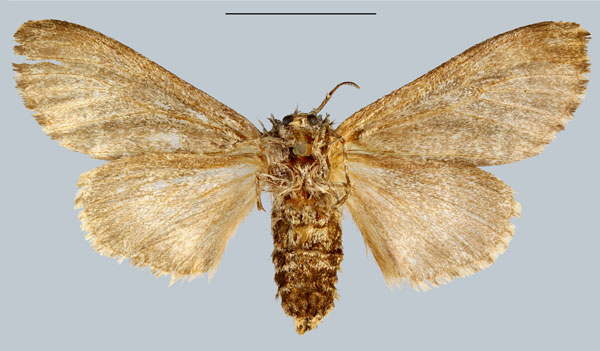 /filer/webapps/moths/media/images/O/oberthueri_Lymantria_STF_MNHNb.jpg