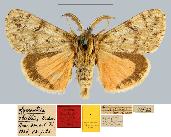 /filer/webapps/moths/media/images/O/oberthueri_Lymantria_STM_MNHNa.jpg