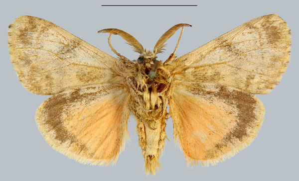 /filer/webapps/moths/media/images/O/oberthueri_Lymantria_STM_MNHNb.jpg