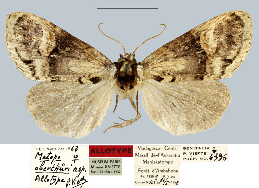 /filer/webapps/moths/media/images/O/oberthueri_Matopo_AT_MNHN.jpg