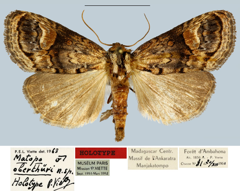 /filer/webapps/moths/media/images/O/oberthueri_Matopo_HT_MNHN.jpg