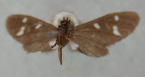 /filer/webapps/moths/media/images/O/oberthueri_Micronaclia_HT_NHMUKb.jpg