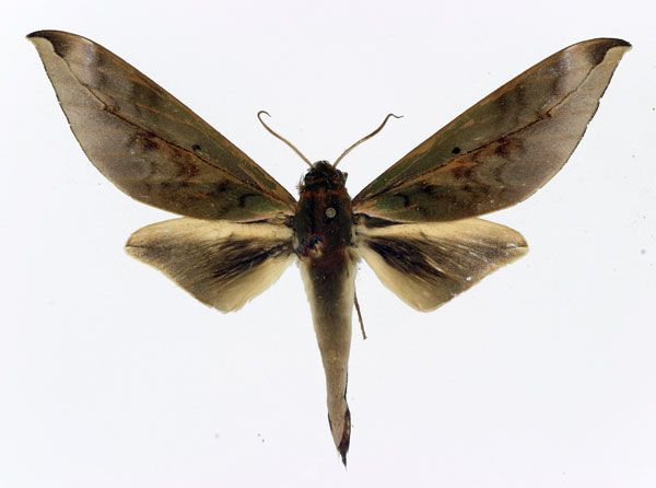 /filer/webapps/moths/media/images/O/oberthueri_Phylloxiphia_AM_Basquin.jpg