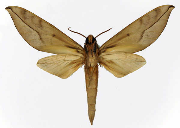 /filer/webapps/moths/media/images/O/oberthueri_Phylloxiphia_AM_Basquin_01b.jpg