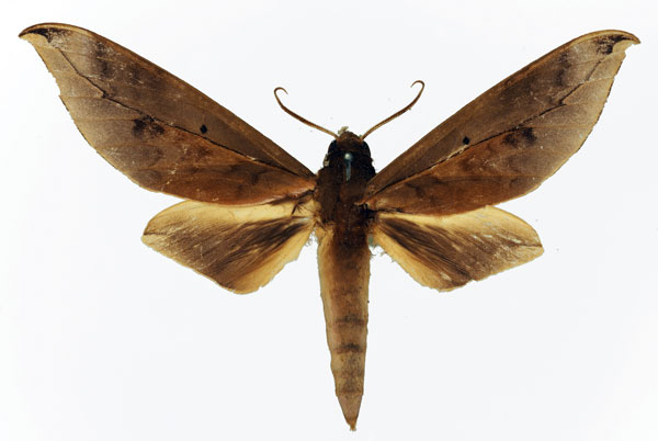 /filer/webapps/moths/media/images/O/oberthueri_Phylloxiphia_AM_Basquin_02.jpg
