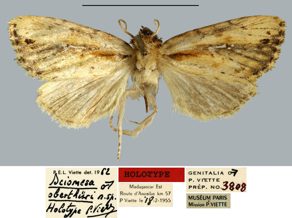 /filer/webapps/moths/media/images/O/oberthueri_Sciomesa_HT_MNHN.jpg