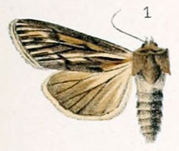 /filer/webapps/moths/media/images/O/oberthueri_Simyra_HT_Culot_3_1.jpg