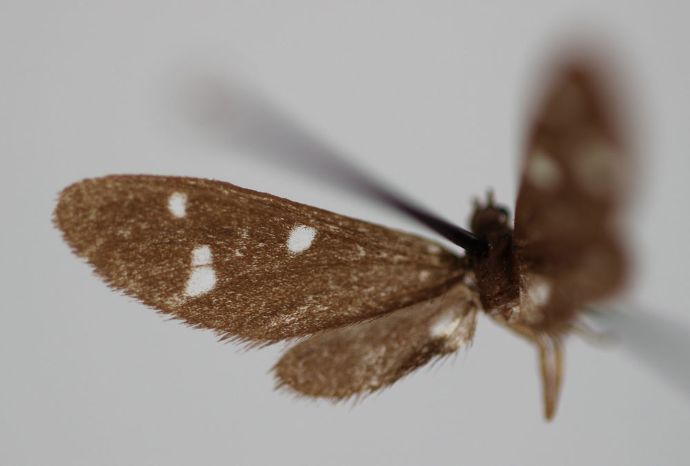 /filer/webapps/moths/media/images/O/oberthueri_Tenuinaclia_HT_BMNH.jpg