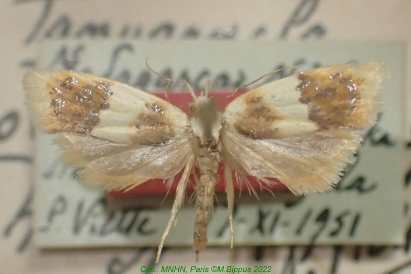 /filer/webapps/moths/media/images/O/oberthurella_Tanyzancla_HT_MNHN.jpg