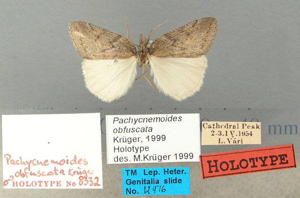 /filer/webapps/moths/media/images/O/obfuscata_Pachycnemoides_HT_TMSA.jpg