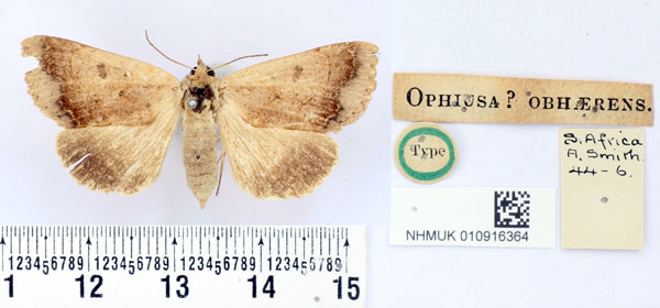 /filer/webapps/moths/media/images/O/obhaerens_Ophiusa_HT_BMNH.jpg