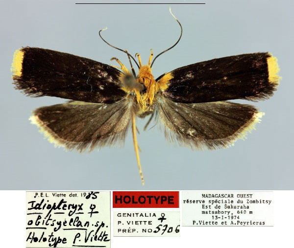 /filer/webapps/moths/media/images/O/obitsyella_Idiopteryx_HT_MNHN.jpg