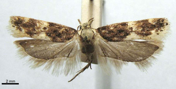 /filer/webapps/moths/media/images/O/objecta_Telphusa_HT_TMSA.jpg