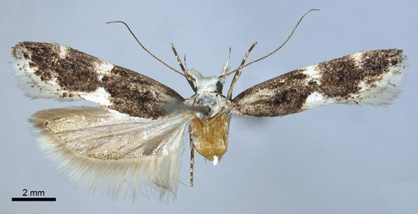 /filer/webapps/moths/media/images/O/objecta_Tricerophora_AF_MHNG.jpg