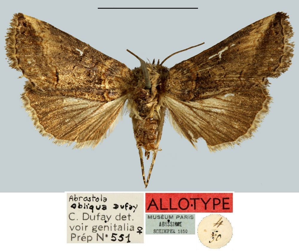 /filer/webapps/moths/media/images/O/obliqua_Abrostola_AT_MNHN.jpg