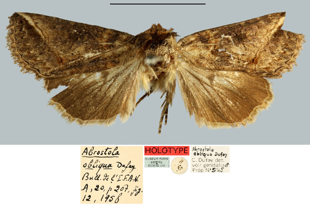 /filer/webapps/moths/media/images/O/obliqua_Abrostola_HT_MNHN.jpg