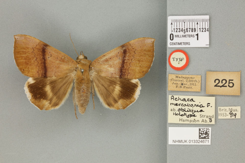 /filer/webapps/moths/media/images/O/obliqua_Achaea_HT_BMNHa.jpg