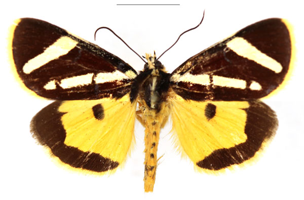/filer/webapps/moths/media/images/O/obliqua_Aegocera_AM_RBINS_01.jpg