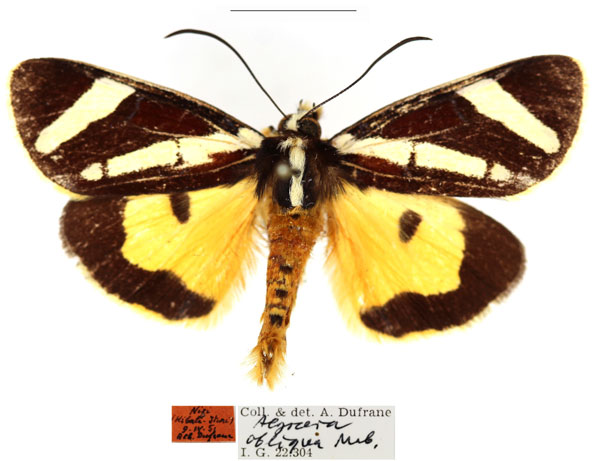 /filer/webapps/moths/media/images/O/obliqua_Aegocera_AM_RBINS_02.jpg