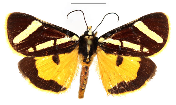/filer/webapps/moths/media/images/O/obliqua_Aegocera_AM_RBINS_03.jpg