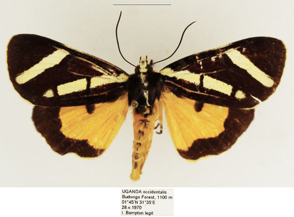 /filer/webapps/moths/media/images/O/obliqua_Aegocera_AM_TMSA_01.jpg