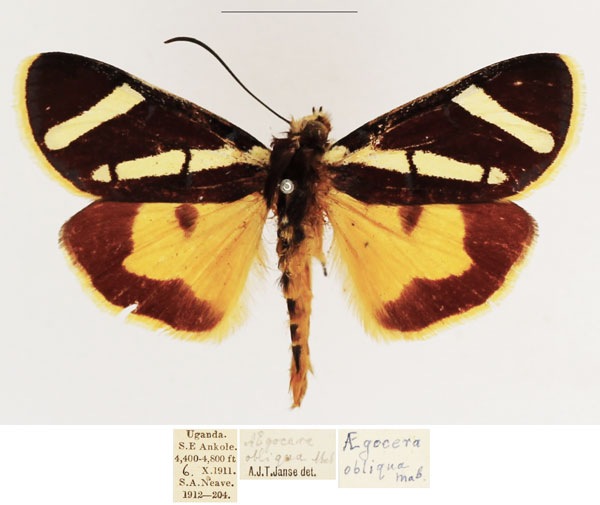 /filer/webapps/moths/media/images/O/obliqua_Aegocera_AM_TMSA_02.jpg