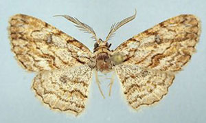 /filer/webapps/moths/media/images/O/obliqua_Orbamia_HT_ZSMa.jpg