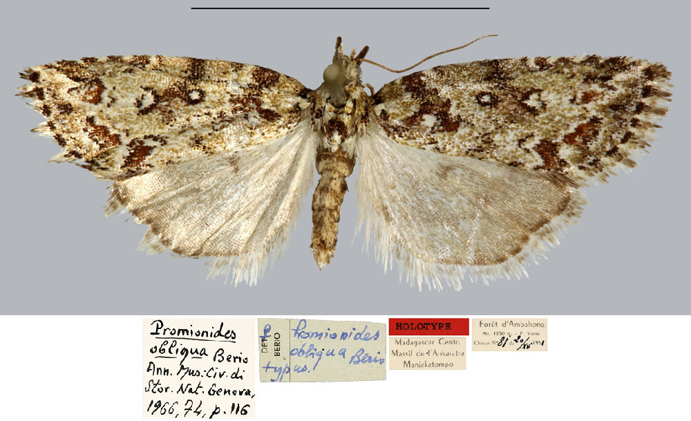 /filer/webapps/moths/media/images/O/obliqua_Promionides_HT_MNHN.jpg