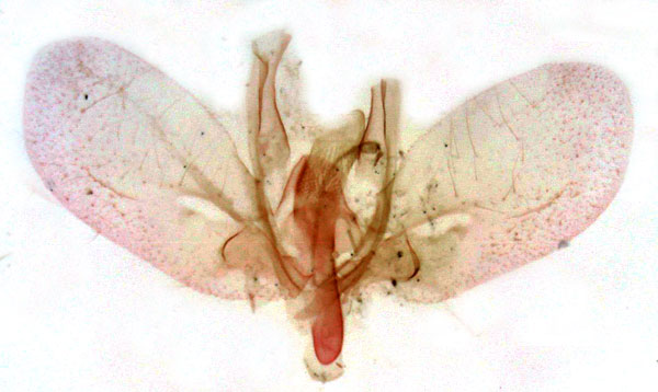 /filer/webapps/moths/media/images/O/obliqualis_Rhynchina_GM_Berio-4330.jpg