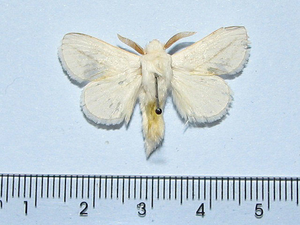 /filer/webapps/moths/media/images/O/obliquata_Beralade_A_Goff.jpg
