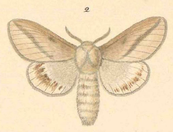 /filer/webapps/moths/media/images/O/obliquata_Beralade_HT_Klug_20-2.jpg