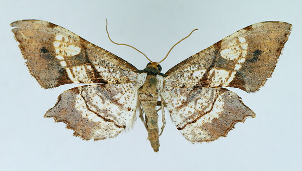 /filer/webapps/moths/media/images/O/obliquata_Psilocladia_AF_TMSA.jpg
