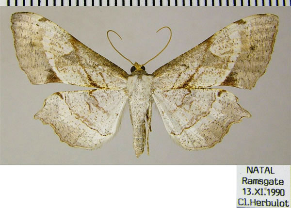 /filer/webapps/moths/media/images/O/obliquata_Psilocladia_AF_ZSM.jpg