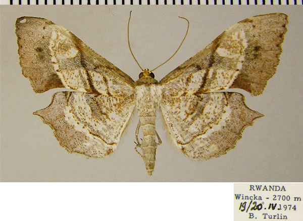 /filer/webapps/moths/media/images/O/obliquata_Psilocladia_AF_ZSMa.jpg