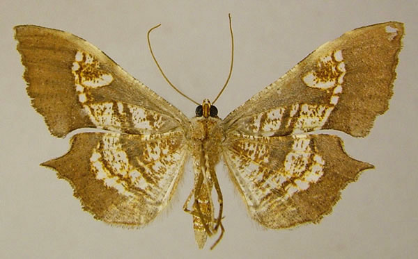 /filer/webapps/moths/media/images/O/obliquata_Psilocladia_AF_ZSMb.jpg
