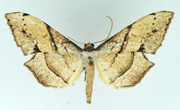 /filer/webapps/moths/media/images/O/obliquata_Psilocladia_AM_TMSA.jpg