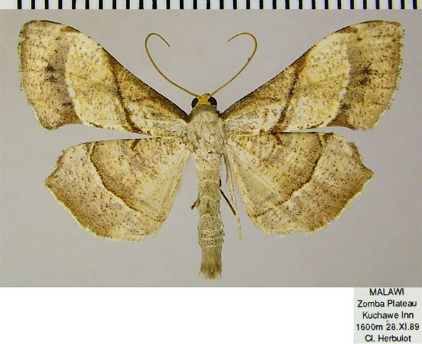 /filer/webapps/moths/media/images/O/obliquata_Psilocladia_AM_ZSM.jpg