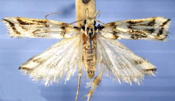 /filer/webapps/moths/media/images/O/obliquella_Idiopteryx_AM_TMSA_02.jpg