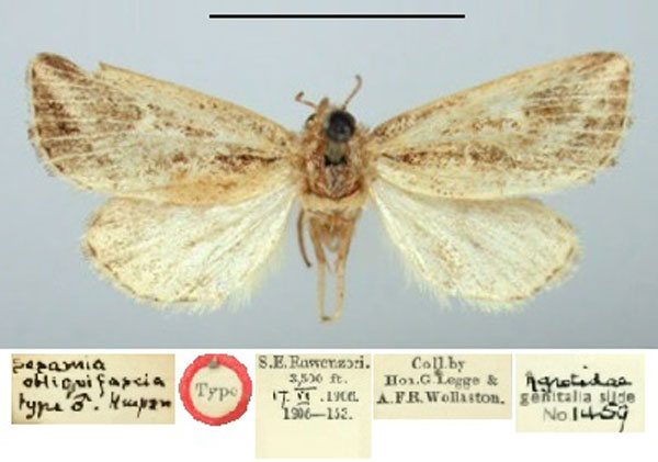 /filer/webapps/moths/media/images/O/obliquifascia_Calamistis_HT_BMNH.jpg