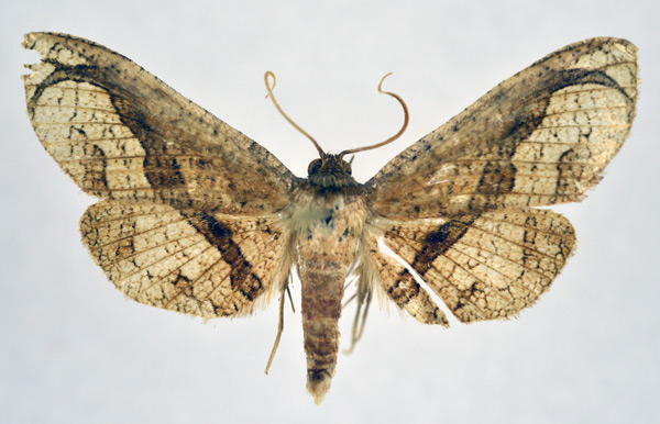 /filer/webapps/moths/media/images/O/obliquifascia_Kuja_AM_NHMO.jpg