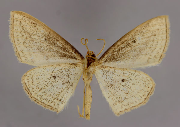 /filer/webapps/moths/media/images/O/obliquifascia_Scopula_HT_ZSM_02.jpg