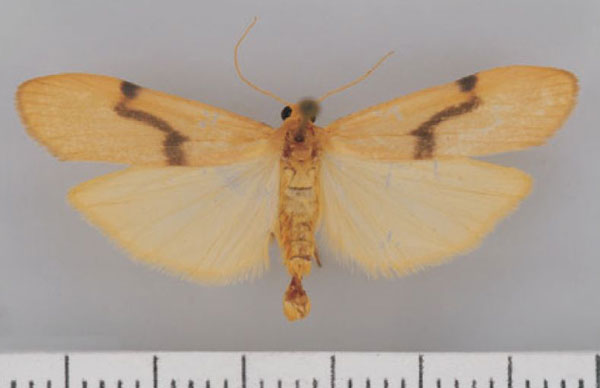 /filer/webapps/moths/media/images/O/obliquilinea_Campter_AM_TMS.jpg
