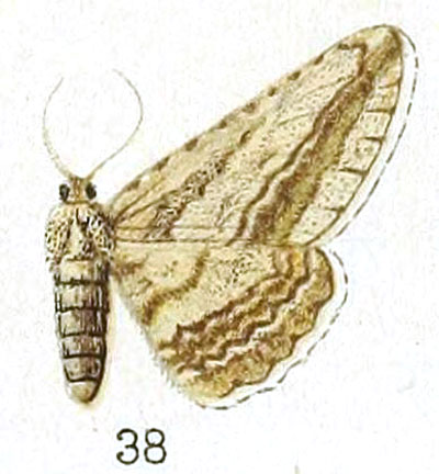 /filer/webapps/moths/media/images/O/obliquilinea_Ectropis_HT_Prout_25-38.jpg