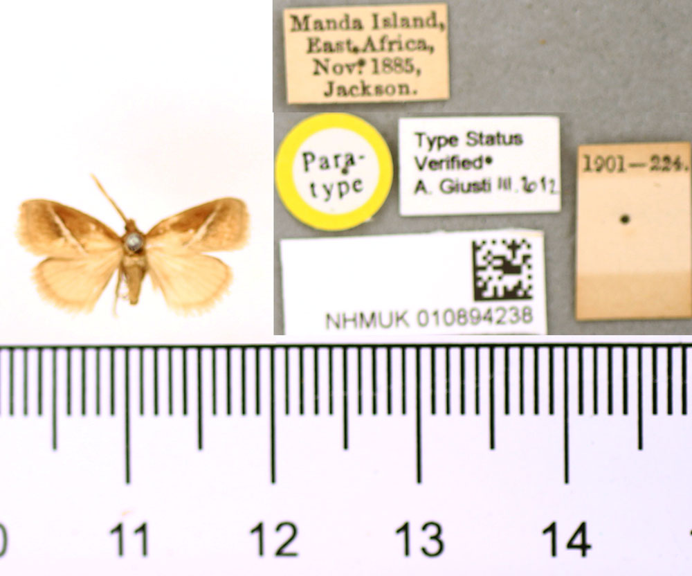 /filer/webapps/moths/media/images/O/obliquilinea_Macroplectra_PT_BMNH.jpg