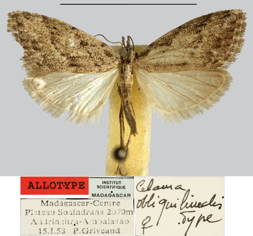 /filer/webapps/moths/media/images/O/obliquilinealis_Celama_AT_MNHN.jpg